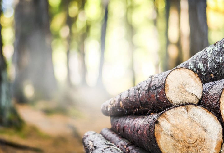 Förderprogramm Waldfonds