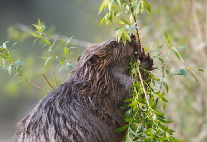 Biber Präventionsmaß-nahmen: Förderung ab 2026