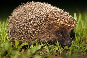 Igel